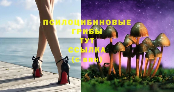 прущие грибы Горно-Алтайск