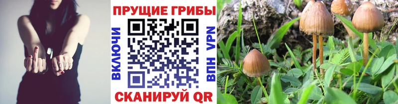 Псилоцибиновые грибы Psilocybe  darknet клад  Смоленск  что такое наркотик 
